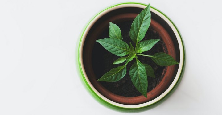 Green House Plant